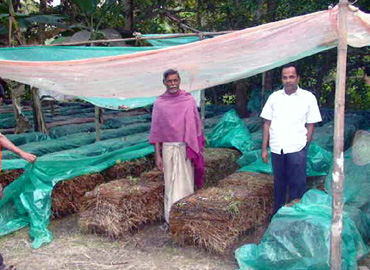 Sri Banamali Sahoo, Chairman, SCDC Support to Farmers about Mushroom Cultivation at Baliapal Block of Balasore District 
