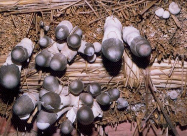 Sri Banamali Sahoo, Chairman, SCDC Support to Farmers about Mushroom Cultivation at Baliapal Block of Balasore District 