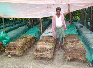 Sri Banamali Sahoo, Chairman, SCDC Support to Farmers about Mushroom Cultivation at Baliapal Block of Balasore District  