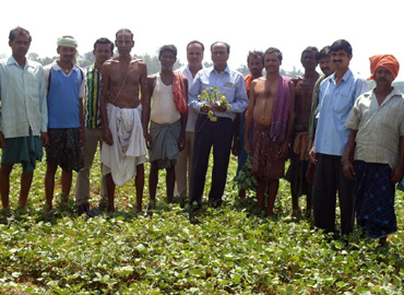 Support to Farmers about Scientific method of Pulses Cultivation (Greengram & Blackgram) at Bhograi Block of Balasore District 