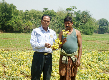 Support to Farmers about Scientific method of Pulses Cultivation (Greengram & Blackgram) at Bhograi Block of Balasore District 