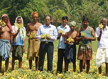 Support to Farmers about Scientific method of Pulses Cultivation (Greengram & Blackgram) at Bhograi Block of Balasore District 