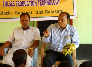 Support to Farmers about Scientific method of Pulses Cultivation (Greengram & Blackgram) at Bhograi Block of Balasore District 
