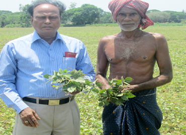 Support to Farmers about Scientific method of Pulses Cultivation (Greengram & Blackgram) at Bhograi Block of Balasore District 