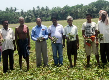 Support to Farmers about Scientific method of Pulses Cultivation (Greengram & Blackgram) at Bhograi Block of Balasore District 