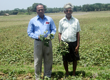 Support to Farmers about Scientific method of Pulses Cultivation (Greengram & Blackgram) at Bhograi Block of Balasore District 