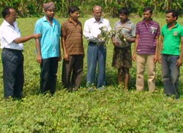 Support to Farmers about Scientific method of Pulses Cultivation (Greengram & Blackgram) at Bhograi Block of Balasore District 