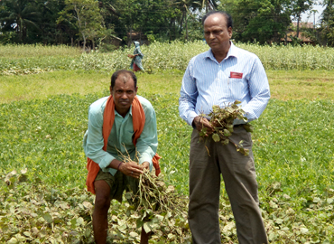Support to Farmers about Scientific method of Pulses Cultivation (Greengram & Blackgram) at Bhograi Block of Balasore District 