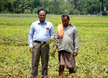 Support to Farmers about Scientific method of Pulses Cultivation (Greengram & Blackgram) at Bhograi Block of Balasore District 