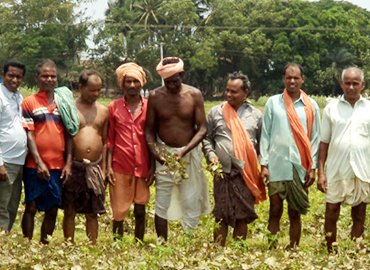 Support to Farmers about Scientific method of Pulses Cultivation (Greengram & Blackgram) at Bhograi Block of Balasore District 