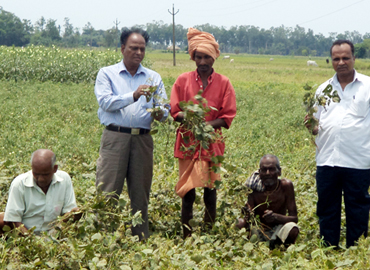 Support to Farmers about Scientific method of Pulses Cultivation (Greengram & Blackgram) at Bhograi Block of Balasore District 