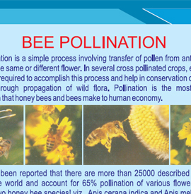 Bee Pollination