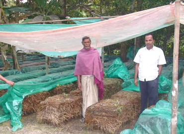 Sri Banamali Sahoo, Chairman, SCDC Support to Farmers about Mushroom Cultivation at Baliapal Block of Balasore District