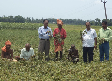 Support to Farmers about Scientific method of Pulses Cultivation (Greengram & Blackgram) at Bhograi Block of Balasore District